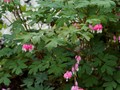 Dicentra spectabilis IMG_2331 Serduszka okazałe